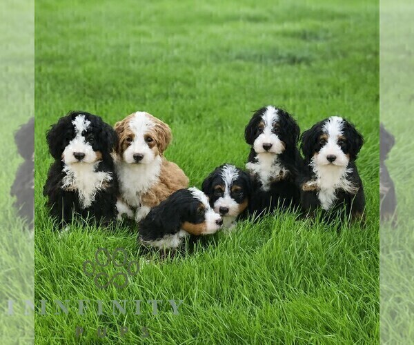 Medium Photo #3 Bernedoodle (Miniature) Puppy For Sale in LITITZ, PA, USA