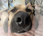 Small #11 Black Mouth Cur Mix