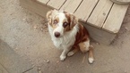 Small Photo #1 Australian Shepherd Puppy For Sale in HIGH POINT, NC, USA