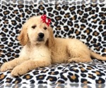Small Photo #17 Goldendoodle Puppy For Sale in LAKELAND, FL, USA