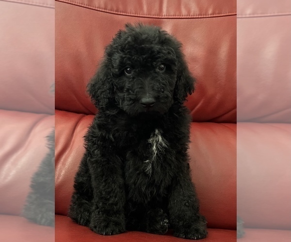 Medium Photo #1 Goldendoodle Puppy For Sale in ANTIOCH, CA, USA