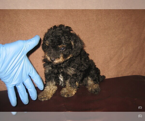 Medium Photo #1 Poodle (Toy) Puppy For Sale in BAKERSFIELD, CA, USA