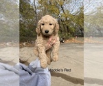 Puppy 4 Goldendoodle