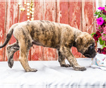 Small Photo #31 Mastiff Puppy For Sale in WAKARUSA, IN, USA
