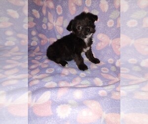 YorkiePoo Puppy for Sale in LAPEER, Michigan USA