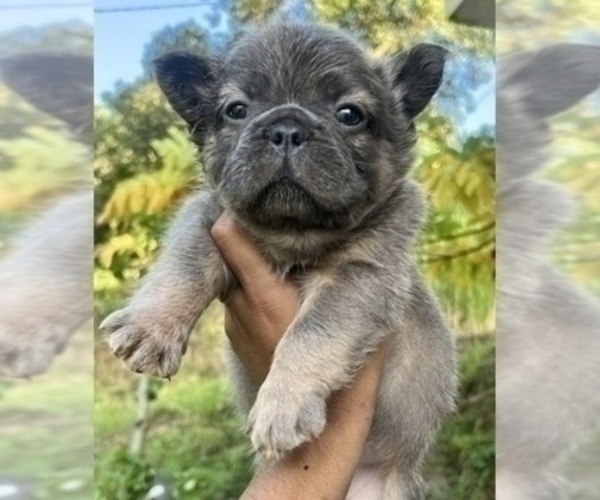 Medium Photo #16 French Bulldog Puppy For Sale in SALT LAKE CITY, UT, USA