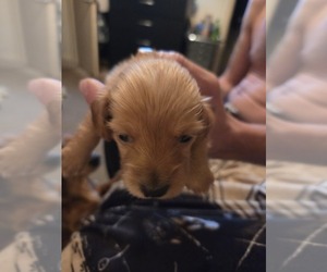 Dachshund Puppy for sale in NORFOLK, VA, USA