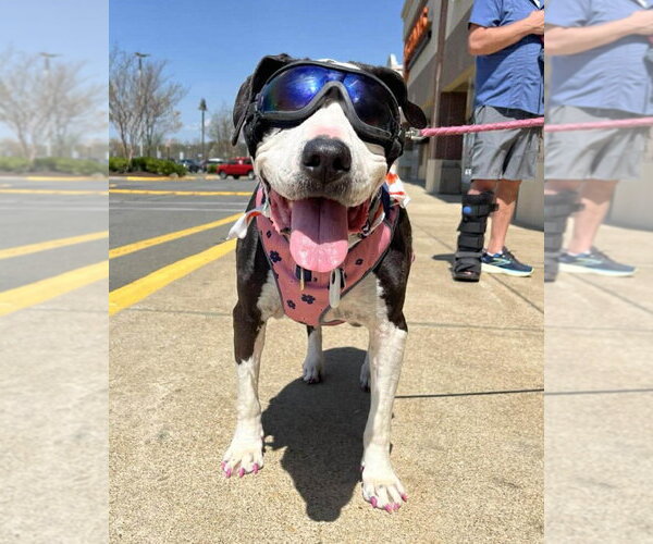 Medium Photo #3 Great Dane-Unknown Mix Puppy For Sale in Spotsylvania, VA, USA