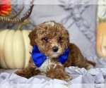 Small Photo #4 Poodle (Toy) Puppy For Sale in LANCASTER, PA, USA