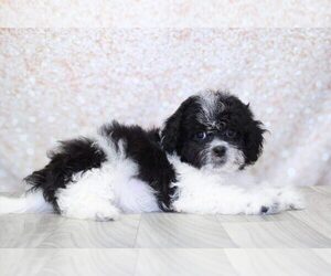 Zuchon Puppy for sale in MARIETTA, GA, USA