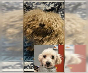 Poodle (Standard) Dogs for adoption in Fremont, CA, USA