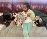 Small Photo #6 Siberian Husky Puppy For Sale in TRIMBLE, MO, USA