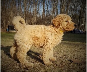 Australian Labradoodle Puppy for sale in WILSON, CT, USA