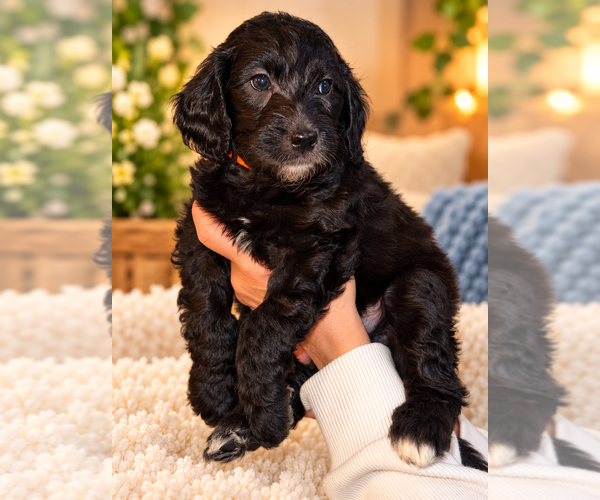 Medium Photo #6 Double Doodle Puppy For Sale in COOS BAY, OR, USA