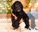 Litter of 9 - Male(s) and Female(s) Double DoodleLitter of Puppies for Sale - Photo #6