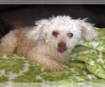 Small Photo #3 Poodle (Miniature) Puppy For Sale in Boonton, NJ, USA