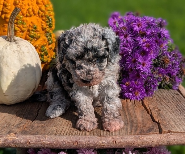 Medium Photo #9 Poodle (Toy) Puppy For Sale in GOSHEN, IN, USA