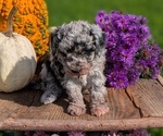 Small #8 Poodle (Toy)