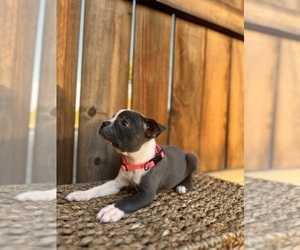 Boston Terrier Puppy for sale in MERCED, CA, USA