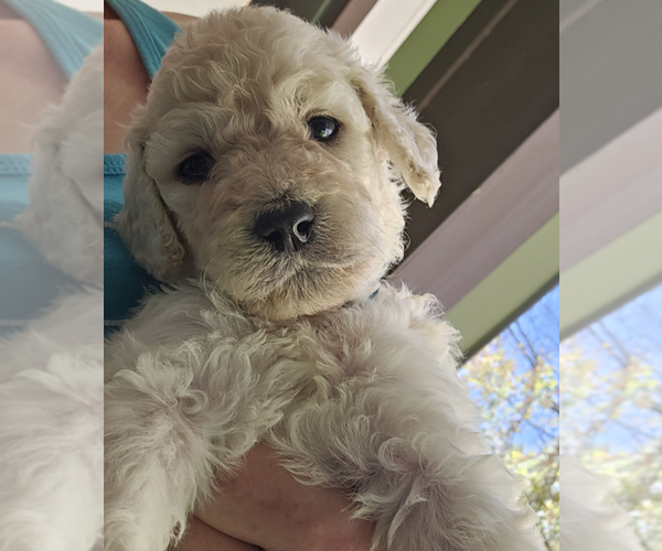 Medium Photo #2 Goldendoodle Puppy For Sale in ATHENS, TN, USA