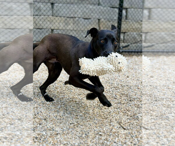 Medium Photo #2 Labrador Retriever-Unknown Mix Puppy For Sale in West Cornwall, CT, USA