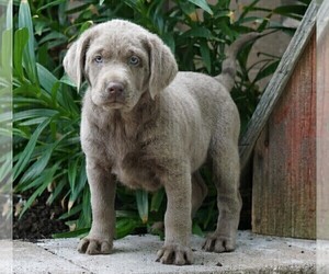 Labrador Retriever Puppy for sale in FREDERICKSBG, OH, USA