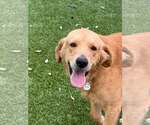 Dallas 1525 - Male Golden Retriever Dog for Adoption - Small photo