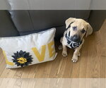 Small #1 Mutt