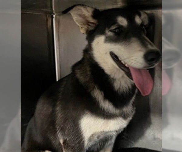 Medium Photo #1 Siberian Husky Puppy For Sale in Downey, CA, USA