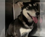Small Siberian Husky