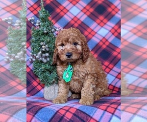 Irish Setter-Poodle (Miniature) Mix Puppy for sale in CONOWINGO, MD, USA