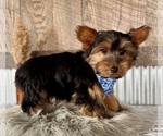 Small #2 Yorkshire Terrier