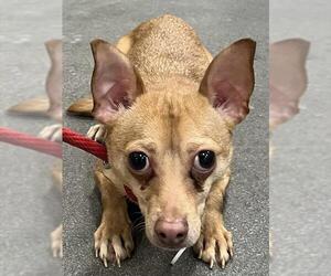 Chihuahua Dogs for adoption in Forestville, MD, USA