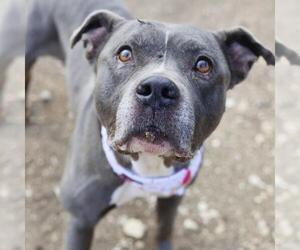 American Staffordshire Terrier-Unknown Mix Dogs for adoption in San Antonio, TX, USA