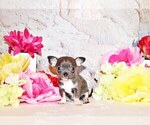 Puppy Kumba Chihuahua