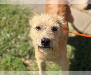 Norfolk Terrier-Unknown Mix Dogs for adoption in Tulsa, OK, USA