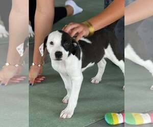 Mutt Dogs for adoption in Gilberts, IL, USA
