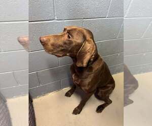German Shorthaired Pointer-Unknown Mix Dogs for adoption in Rowlett, TX, USA
