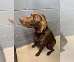 Small German Shorthaired Pointer Mix