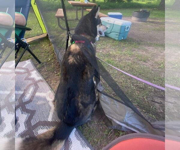 Medium Photo #9 Siberian Husky-Unknown Mix Puppy For Sale in Fargo, ND, USA