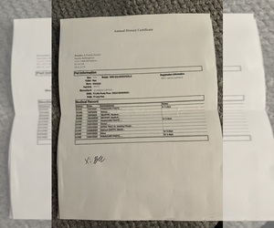 Father of the Goldendoodle (Miniature) puppies born on 09/09/2025