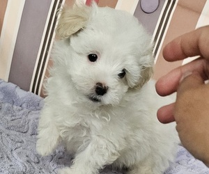Maltipoo Puppy for Sale in PALM COAST, Florida USA
