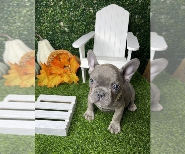 Medium Photo #24 French Bulldog Puppy For Sale in LOS ANGELES, CA, USA
