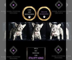 French Bulldog Puppy for sale in WARSAW, IN, USA
