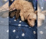 Small Photo #1 Aussie-Poo Puppy For Sale in PENSACOLA, FL, USA