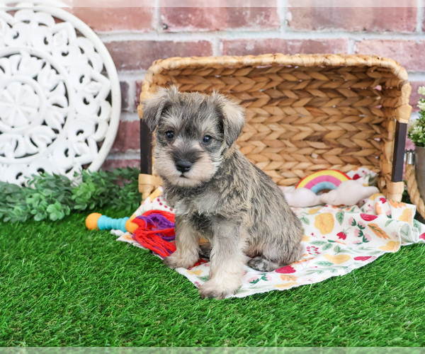 Medium Photo #13 Schnauzer (Miniature) Puppy For Sale in SYRACUSE, IN, USA