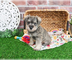 Small #12 Schnauzer (Miniature)