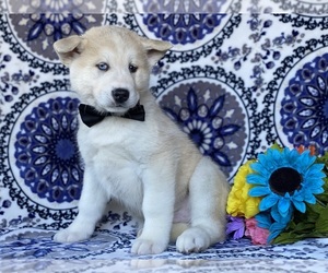 Medium Akita-Siberian Husky Mix