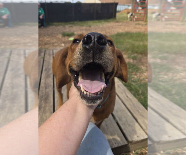 Medium Photo #20 Golden Retriever-Unknown Mix Puppy For Sale in Rustburg, VA, USA