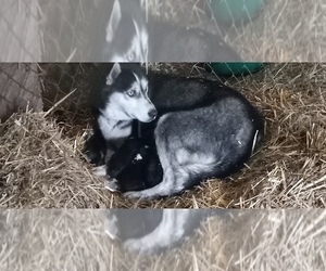 Mother of the Siberian Husky puppies born on 11/19/2022